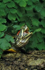 Red-Eared Terrapin, trachemys scripta elegans, Portrait with Open Mouth