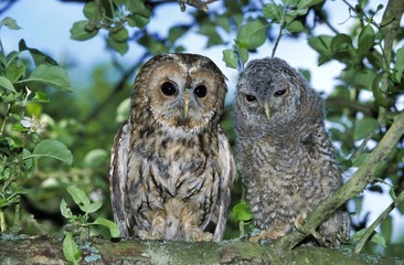 Eurasian Tawny Owl, strix aluco, Adult with Chick standing on Branch, Normandy