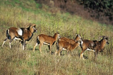 European Mouflon Sheep, ovis ammon, Herd with Ram and Females