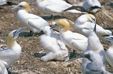 Northern Gannet, sula bassana, Nesting Colony, Bonaventure Island in Quebec, Canada