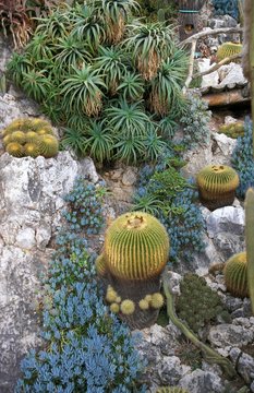 Cactus at The Exotic Gardin in Monaco ACTUS