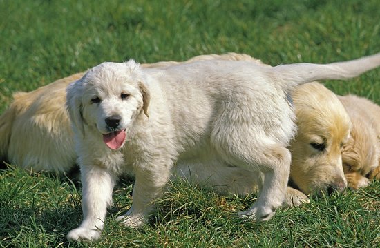 Golden Retriever, Mother with Pup