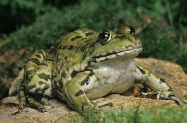 Edible Frog or Green Frog, rana esculenta, Adult standing on Stone