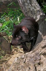 Tasmanian Devil, sarcophilus harrisi, Australia