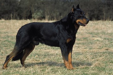 Beauceron Dog or Beauce Sheepdog, Male, Old Standard Breed with Cut Ears