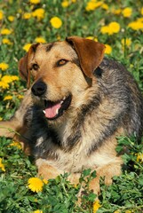 Male Dog laying on Flowers
