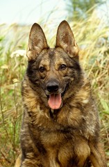 Portrait of Dog