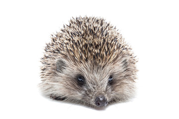 Obraz premium Hedgehog isolate on white background.