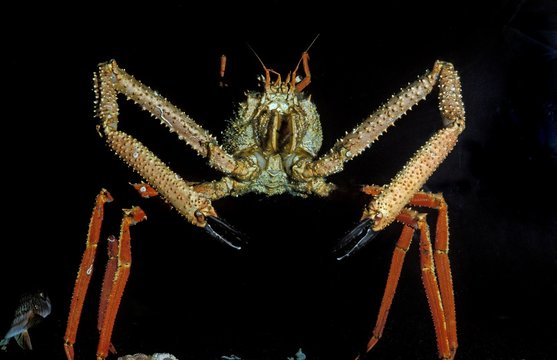 Spiny Spider Crab, maia squinado