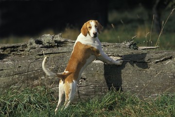 White and Orange Great Anglo French Hound