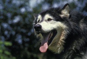 Alaskan Malamute Dog, Portrait of Adult with Tongue out