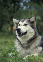 Alaskan Malamute Dog, Portrait of Adult