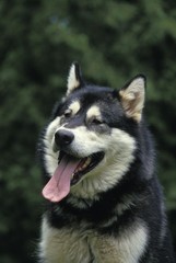 Naklejka na ściany i meble Alaskan Malamute Dog, Portrait of Adult with Tongue out
