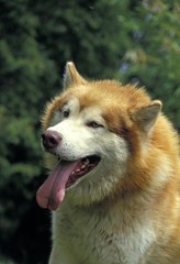 Alaskan Malamute Dog, Portrait of Adult with Tongue out