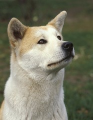 Akita Inu Dog, Portrait of Adult