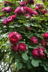 Red Flower of Rose 'Cardinal Hume' in Full Bloom
