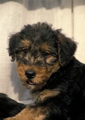 Airedale Terrier Dog, Portrait of Pup