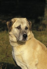 Anatolian Shepherd Dog, Portrait of Adult