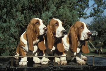 Basset Hound