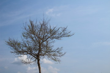lonely tree in the blue sky