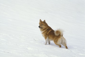 Iceland Dog or Icelandic Sheepdog, Adult standing on Snow