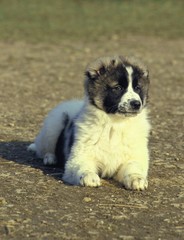 Caucasian Shepherd Dog, a Breed from Russia
