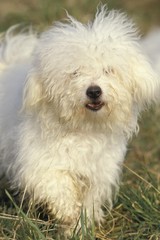 Bichon Bolognese Dog, Adult standing on Grass