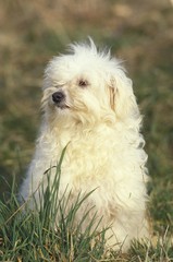 Bichon Bolognese Dog, Adult standing on Grass