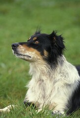 Border Collie Dog, Adult laying on Grass