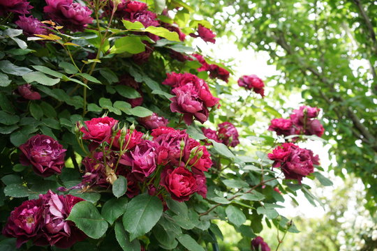 Red Flower of Rose 'Cardinal Hume' in Full Bloom
