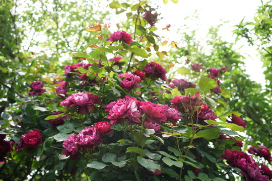 Red Flower of Rose 'Cardinal Hume' in Full Bloom
