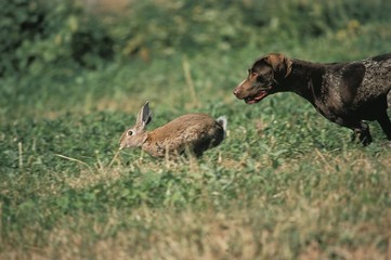 German Short-Haired Pointer hunting Wild Rabbit, oryctolagus cuniculus