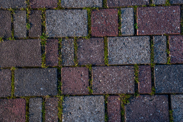 colorful concrete pavement where between the joints grows a variety of weed sun grass