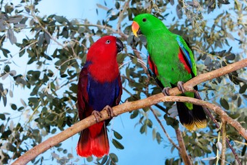 Eclectus Parrot, eclectus roratus, Pair standing on Branch, Male (green) and Female (Red)