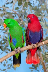 Eclectus Parrot, eclectus roratus, Pair standing on Branch, Male (green) and Female (Red)