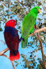 Eclectus Parrot, eclectus roratus, Pair standing on Branch, Male (green) and Female (Red)
