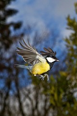 Great Tit, parus major, Male in Flight, Normandy © slowmotiongli
