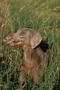 Weimar Pointer Dog, Adult laying in Long Grass