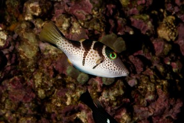 Black Saddled Puffer or Valentini's Puffer, canthigaster valentini, Adult