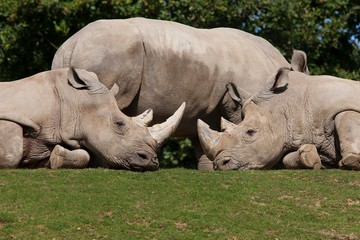 Obraz premium White Rhinoceros, ceratotherium simum
