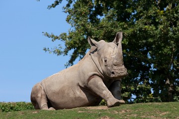 Obraz premium White Rhinoceros, ceratotherium simum
