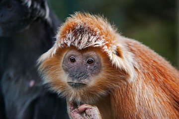 Fototapeta premium Javan Langur or Javan Lutung, trachypithecus auratus, Portrait of Adult