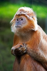 Fototapeta premium Javan Langur or Javan Lutung, trachypithecus auratus, Adult