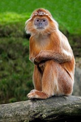 Javan Langur or Javan Lutung, trachypithecus auratus, Adult sitting on Branch