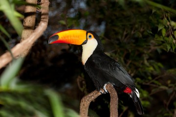 Toco Toucan, ramphastos toco, Adult standing on Branch