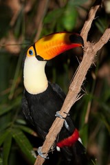 Toco Toucan, ramphastos toco, Adult standing on Branch