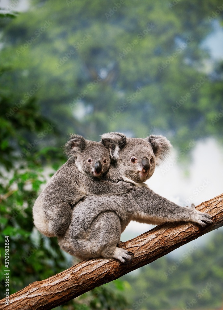 Wall mural koala, phascolarctos cinereus, mother with young standing on branch - Wall murals