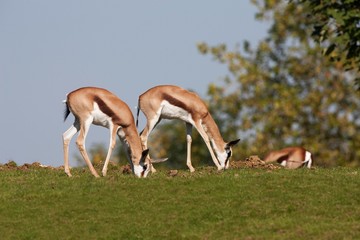 Springok, antidorcas marsupialis, Adults eating Grass