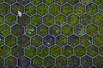 plastic grid that predicts that the pavement is overgrown with various mushrooms flowers and greenery