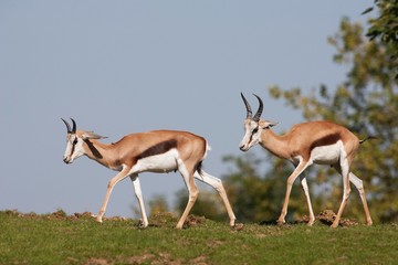 Springok, antidorcas marsupialis, Adults